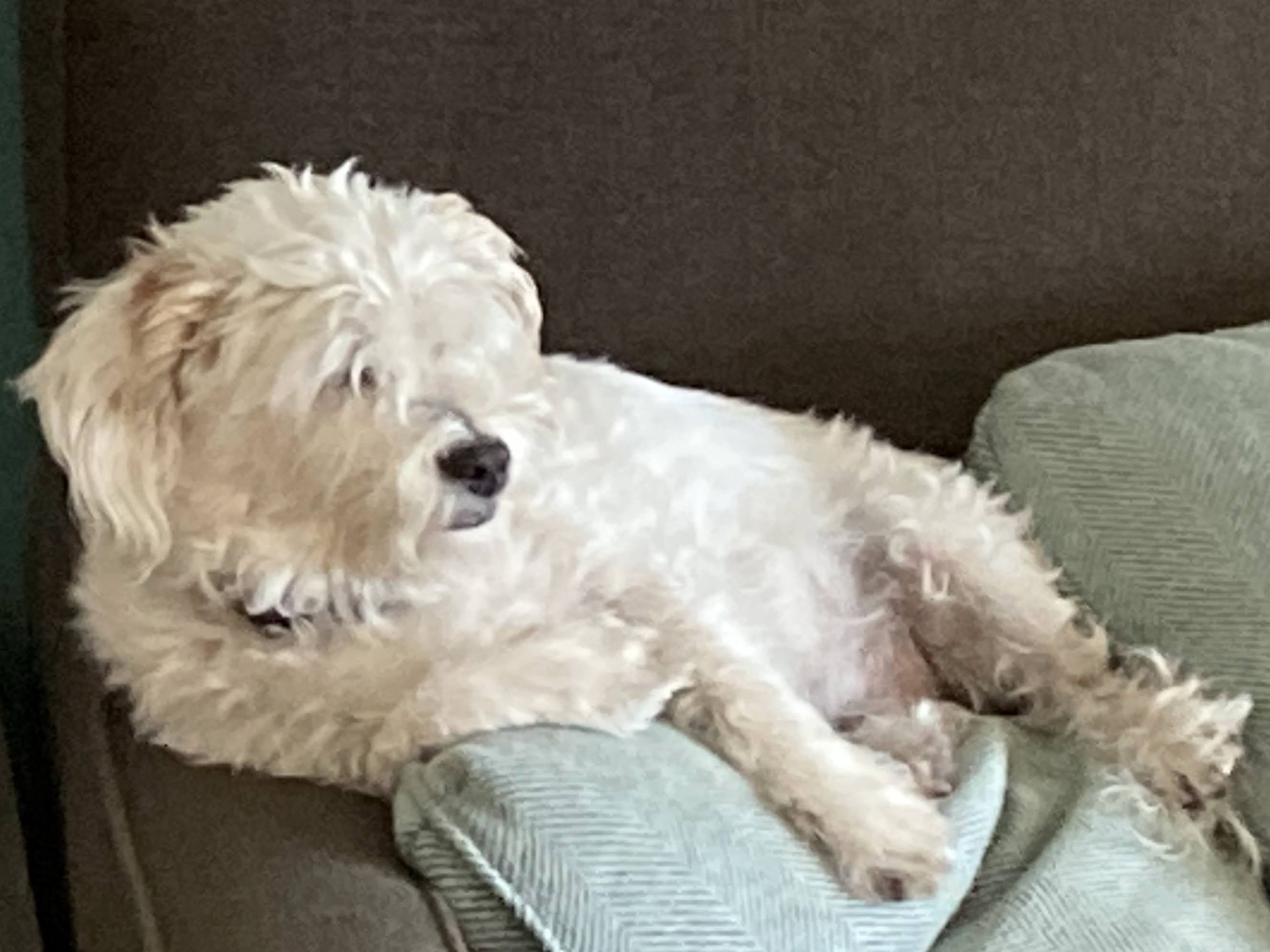 Mezzy-Moo-Moo's resting on some pillows